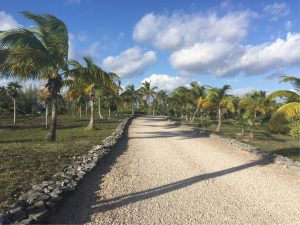 The road up to the Yellow House